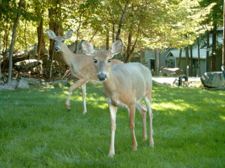 Daily visitors at the house