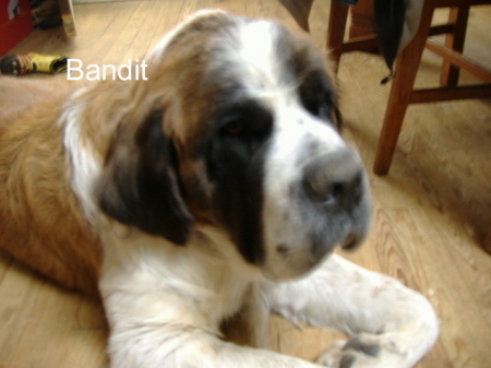162# Saint Bernard- Bandit