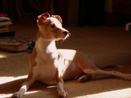 Dodge - our Italian Greyhound