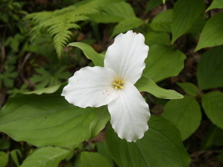 Georgia Wildflower