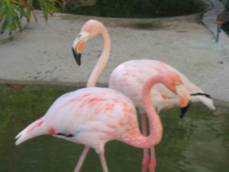 these flamingos were just below our veranda