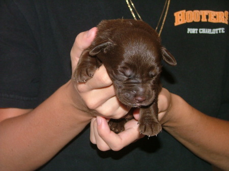 CHOCOLATE LABS