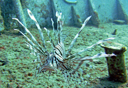 Lionfish Survey, Nassau, Bahamas, 9/08