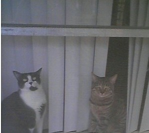 My Cats, Chipper and Prince