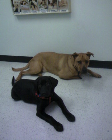 Buddy & Parker at the Vet