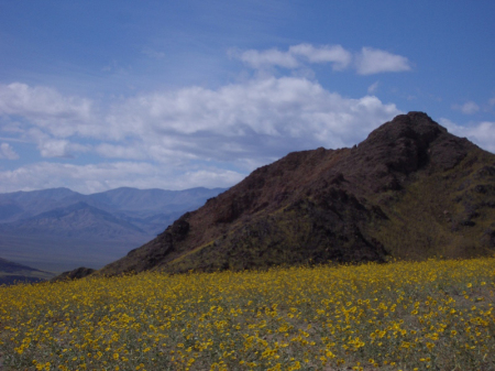 Death Valley in Bloom 2005