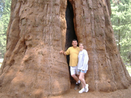 secois national forest ,california