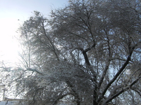 snow covered trees and sunshine