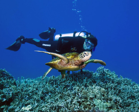 Diving with green turtles