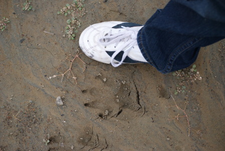 Hiking at Folsom Lake