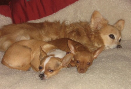 Sadie, Pumpkin and Simba.... 2 of my 3 dogs.