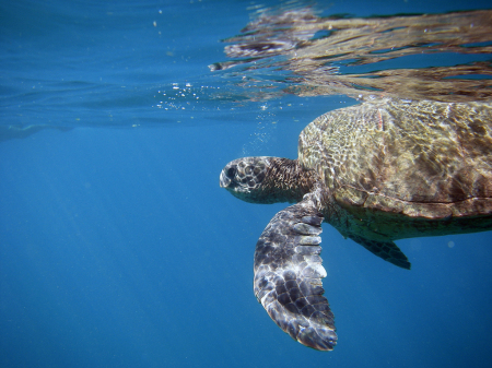 Turtle off coast of Maui.