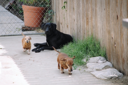 Here we have all 3 puppies -