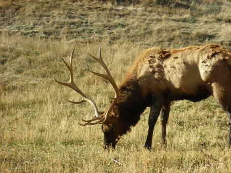 My elk.