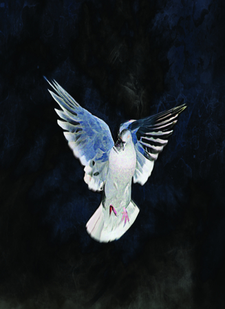 Peace album graphic