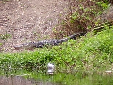 My cranky neighbor accross the canal