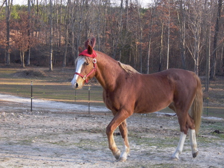 My other Reindeer/Horse Misty