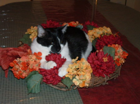 romeo in autumn wreath