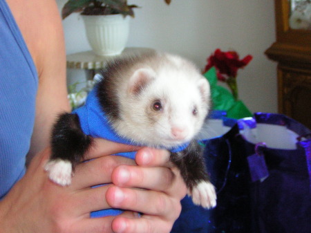 Tiki our ferret