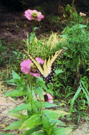 Viceroy Butterfly