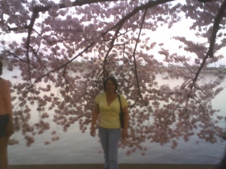 the cherry blossoms