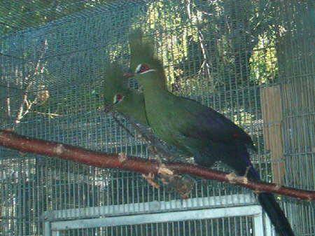 turacos for the turaco lady!