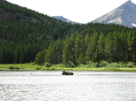 Tons of Wildlife...Glacier National Park