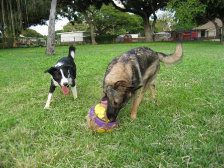 08-03-2007 dog park