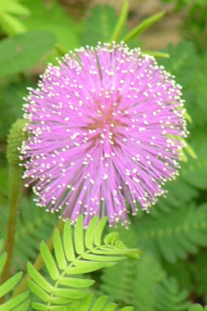 Key West Gardens - Minosa Blossom