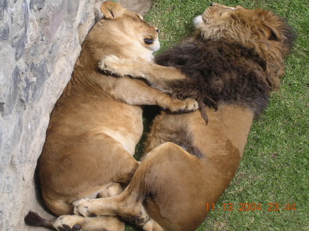 Example from Lions on Love