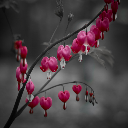 Bleeding Hearts