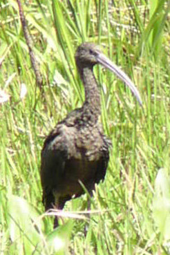Everglades - Black Ibis