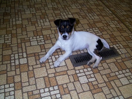 Gracie Slick our youngest Jackrussel