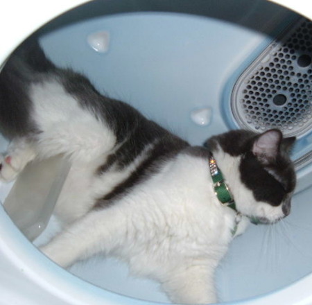 Figaro in the dryer