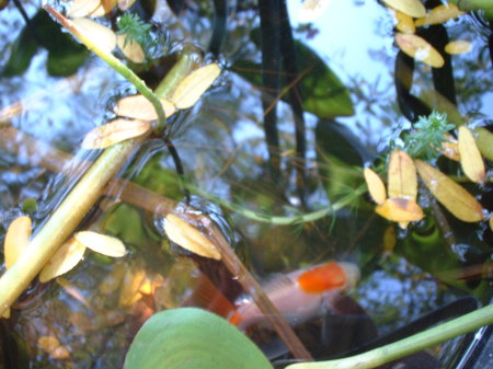 Fish in Pond