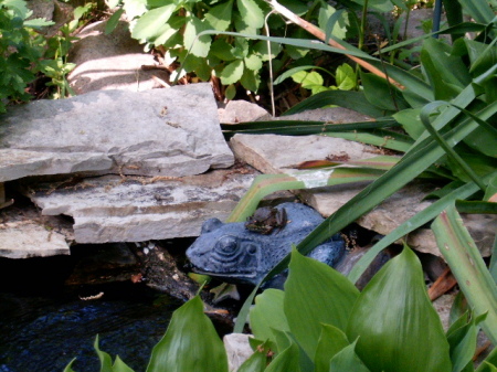 My pond