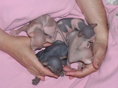 A lapful of Sphynx kittens