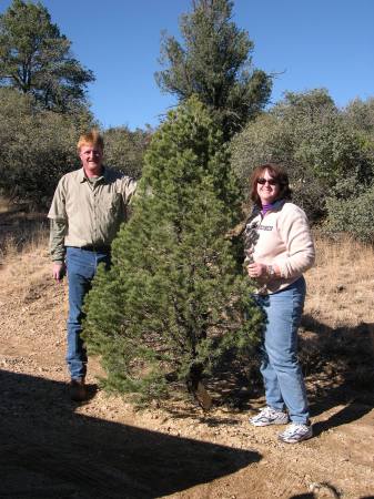 Christmas tree cutting