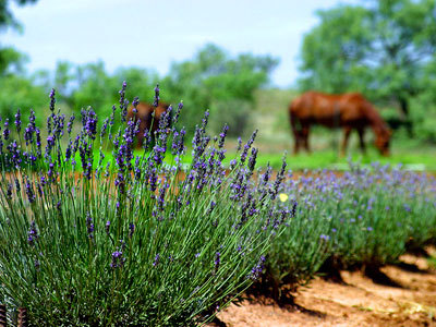 Our Lavender Fields