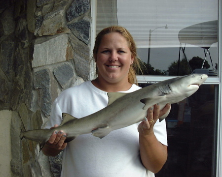 nice shark filets enjoyed on the grill