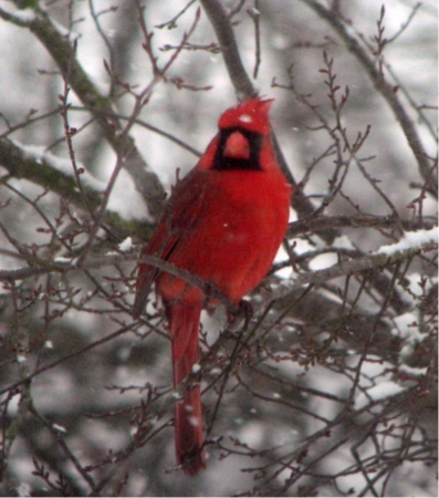 redbird snow falling 2008