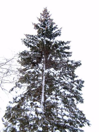 Robert Piotrowski's album, Snow in Minnesota