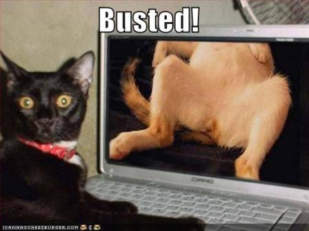 busted my cat on the internet again!