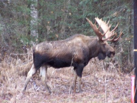 big ole bull moose