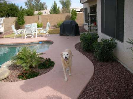 My Yellow lab Rascal