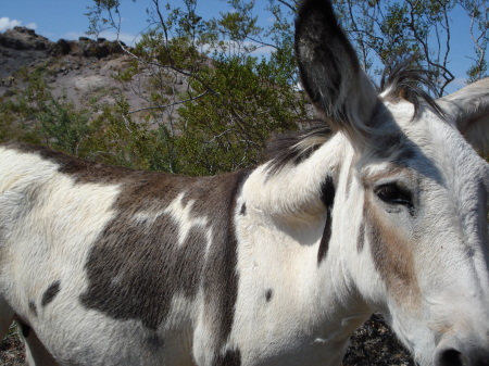 oatman 041