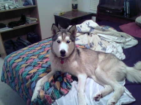 my beautiful siberian husky" Roscoe"