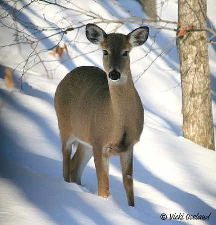 Deer in the Snow