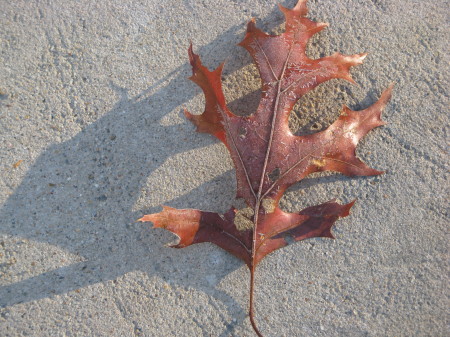 A gift leaf