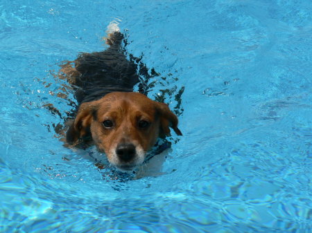 My puppy in our pool